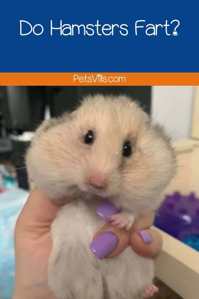 a cute hamster in a girl's hand, do hamsters fart