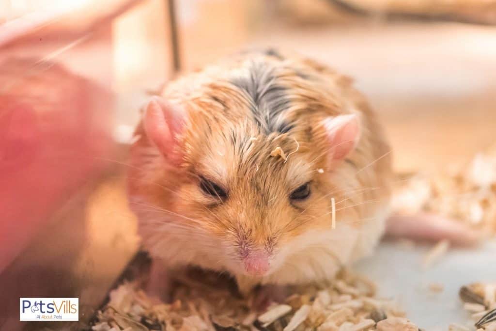 a hamster with hair loss, do hamsters shed
