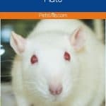 an albino rat