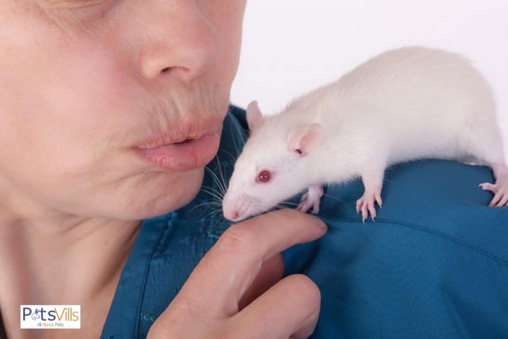 an albino rat on a men's shoulder