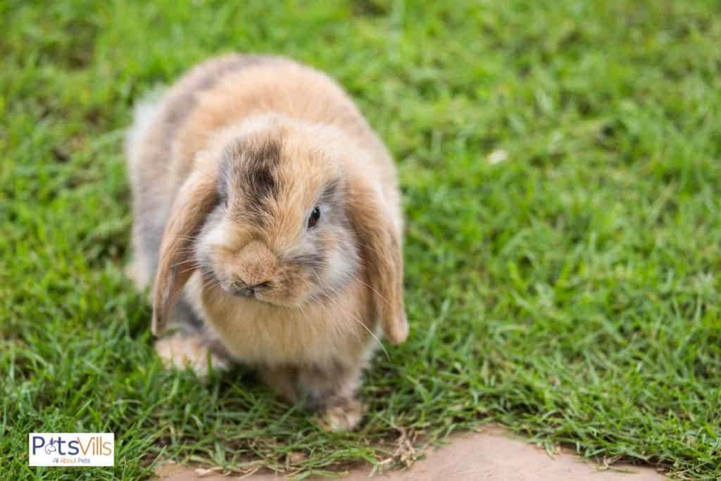 an amercian fuzzy lop rabbit at park