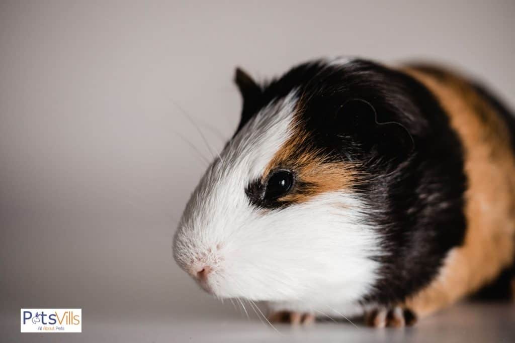 an american guinea pig in a cute look