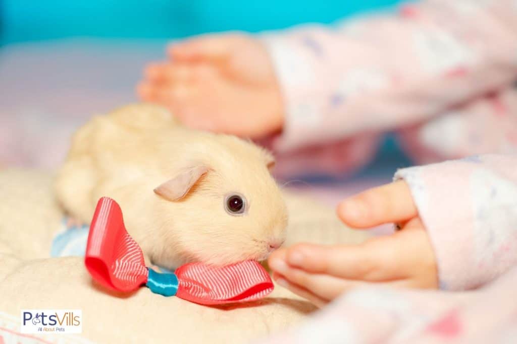 a child playing with an american guinea pig