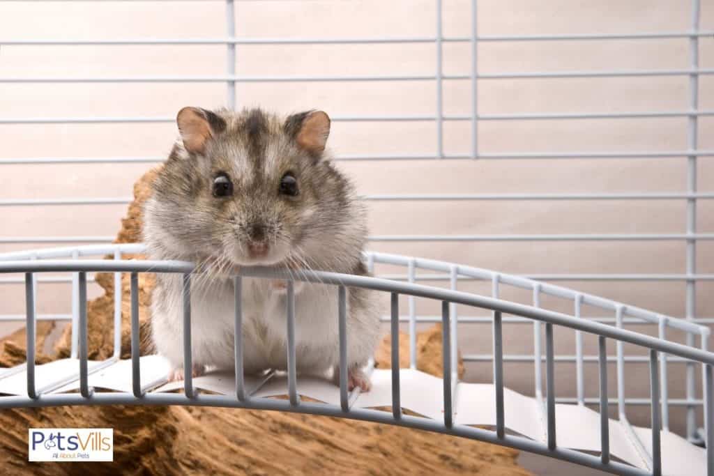 Appearance Grey brown with white ears...Campbell’s Dwarf Hamster The Most Common Dwarf Hamster