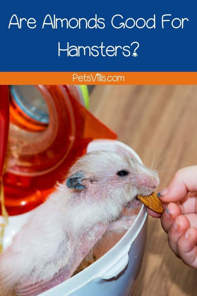 a girl feeding almond to hamster