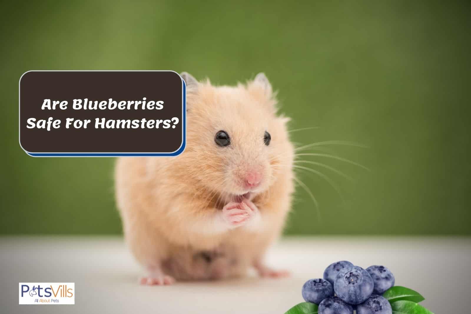 a hamster thinking to eat blueberries, can hamsters eat blueberries