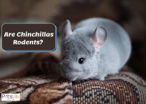 Are Chinchillas Rodents? (Habitat, Health, and More Facts)