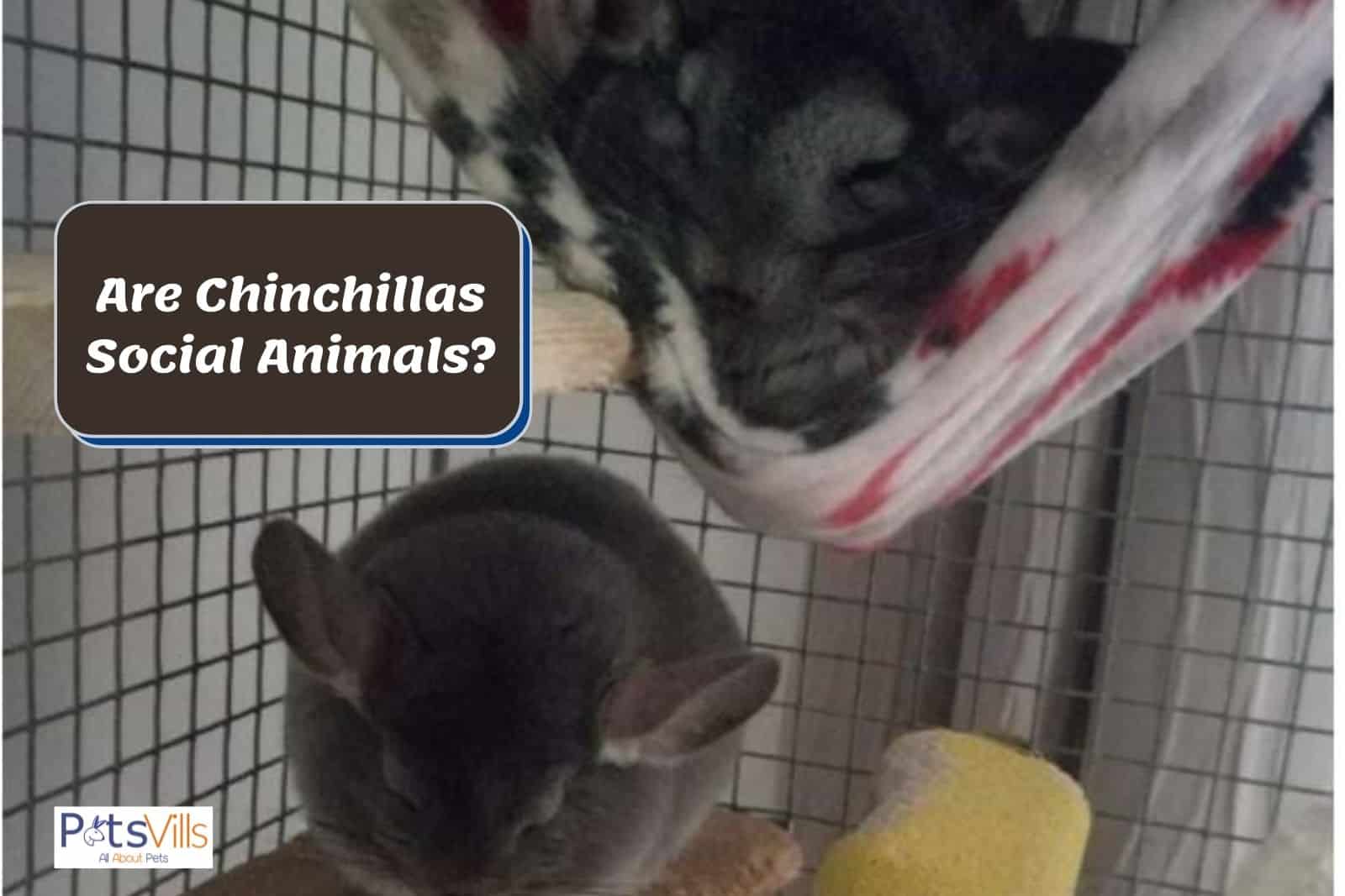 chinchillas in a cage, are chinchillas social animals