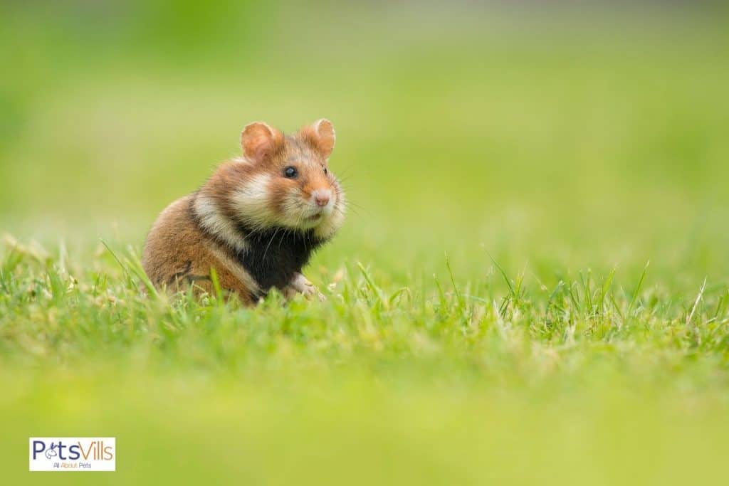 a hamster in the wild, what do hamsters eat in the wild