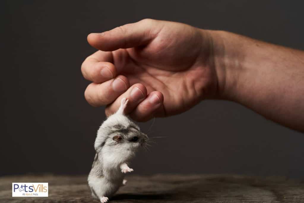 a hamster trying to bite on hand, do hamsters like to be held