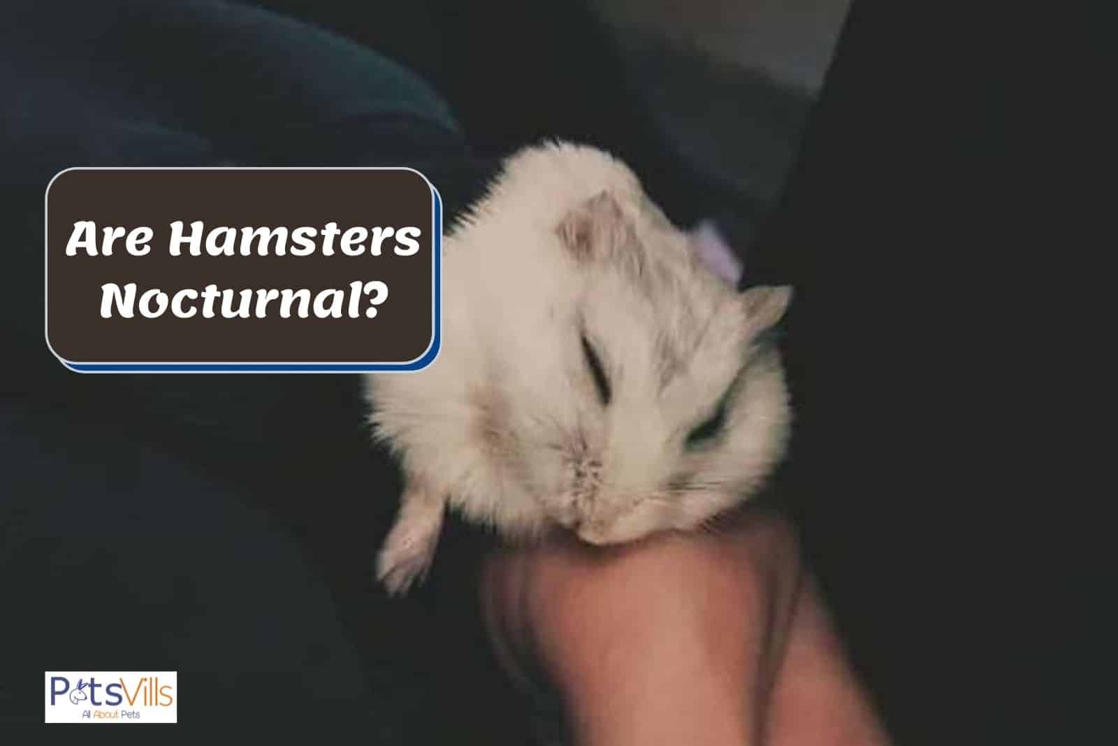 a hamster is sleeping