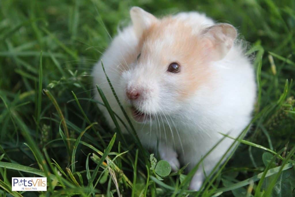 hamster walking on the grass