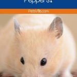 a hamster with peppers in front of him, can hamsters eat pepper