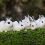 rabbits in group at park