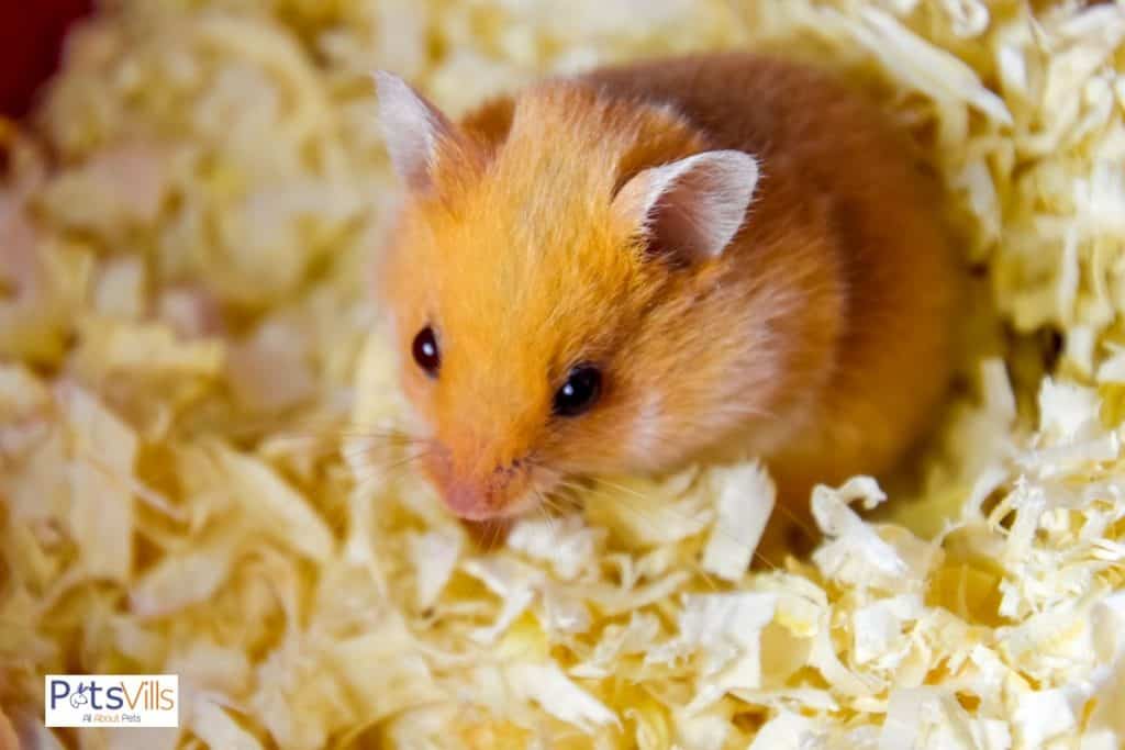 a hamster sitting on his bedding, so can hamsters use pine bedding?