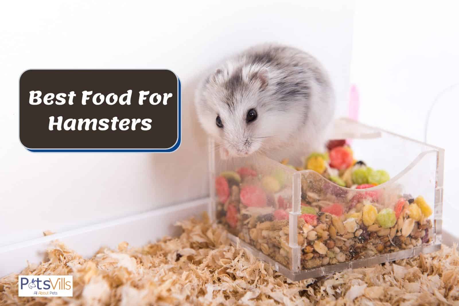a hamster eating food