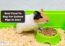 3 Best Foods to Buy for Guinea Pigs (Pellets, Hay & Treats)