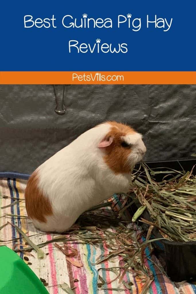 a guinea pig eating hay