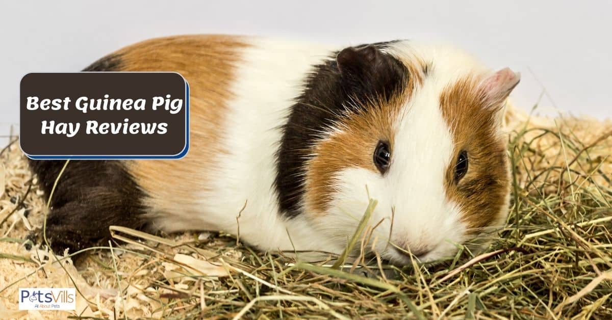 a guinea pig eating hay that is one of the best guinea pig hay