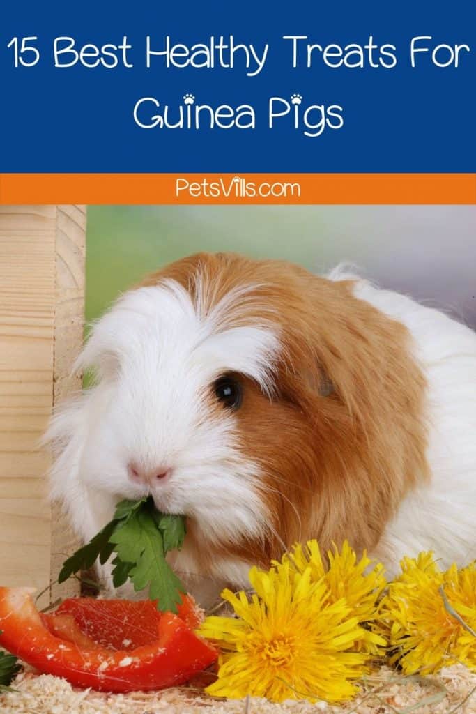 a guinea pig eating treats that are the top best treats for guinea pigs in 2021