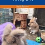best toys for rabbits in front of him