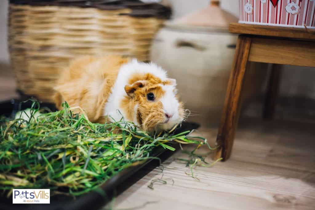 a guinea pig in a litter tray