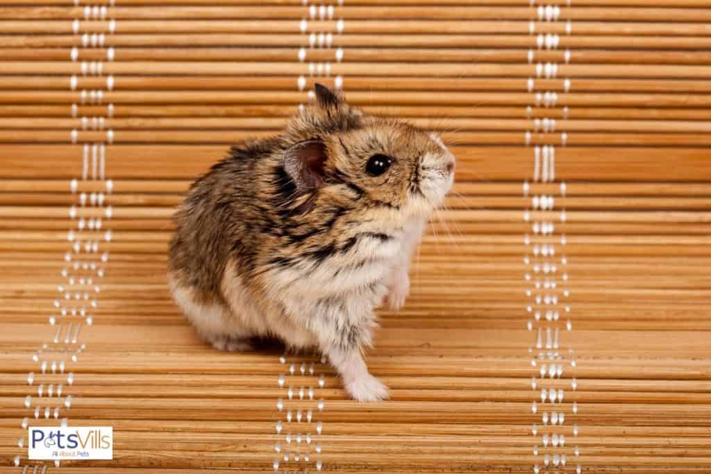 a cute campbell hamster