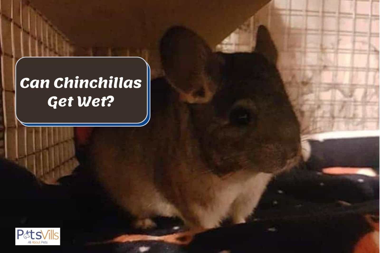 a wet chinchilla in a cage