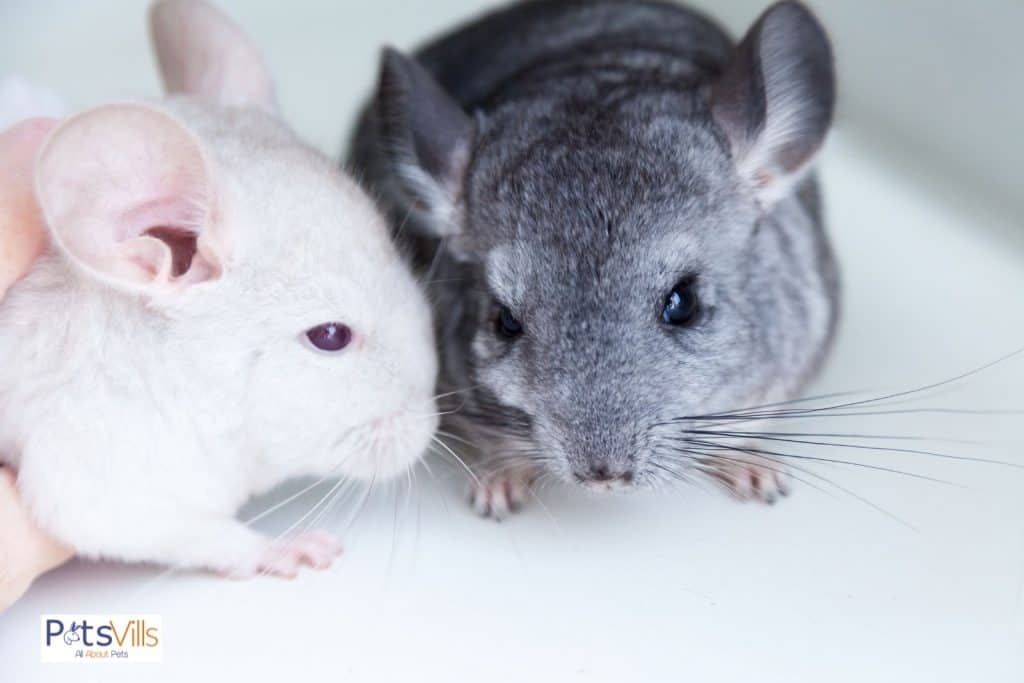 chinchillas is playing together