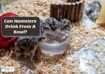 Can Hamsters Drink Water From A Bowl? [Should They Use It?]