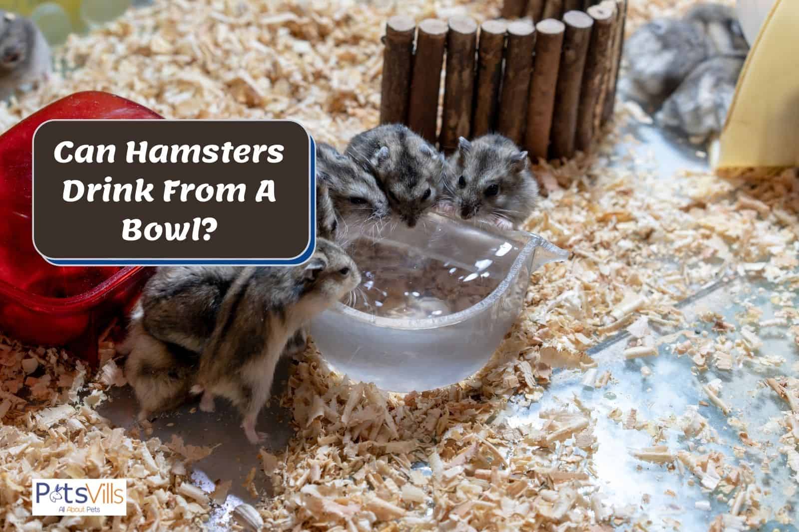 Can Hamsters Use Water Bowls 
