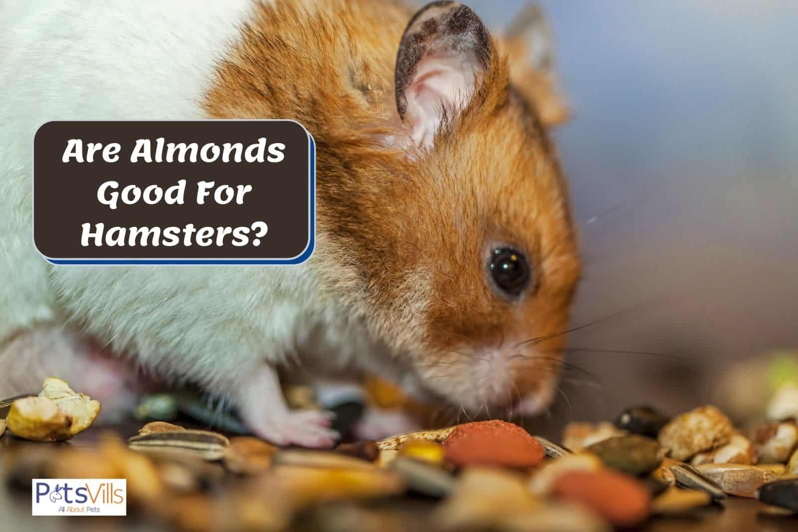 a hamster trying to eat almonds, can hamsters eat almonds