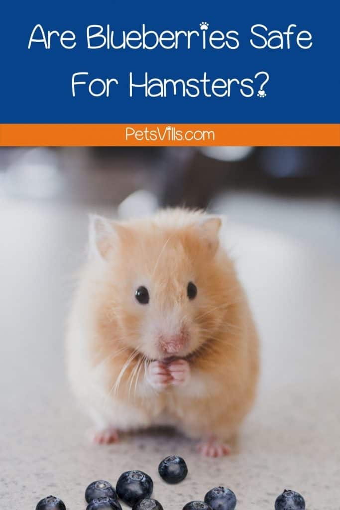 a hamster with blueberries in front of him, can hamsters eat blueberries