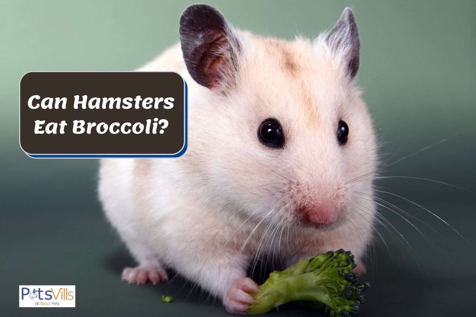 a hamster eating broccoli, can hamsters eat broccoli
