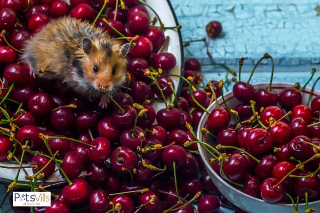 a hamster with cherries to eat