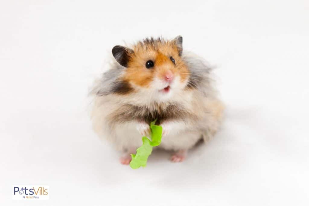 a hamster with lettuce in hand