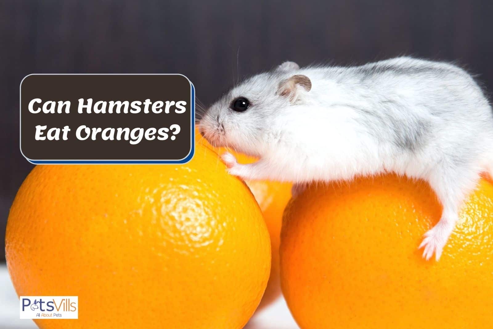 hammy smelling the fresh oranges but can hamsters eat oranges?