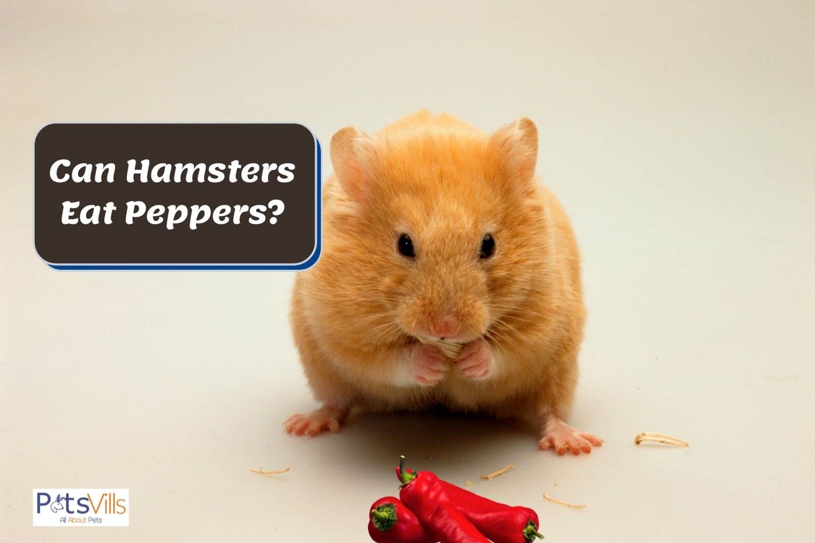 a hamsters with pepper in front of him, can hamsters eat peppers