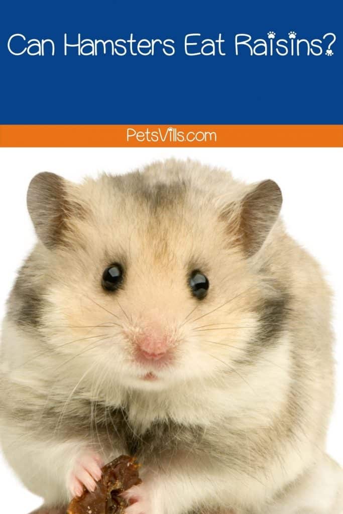 hamster eating raisin