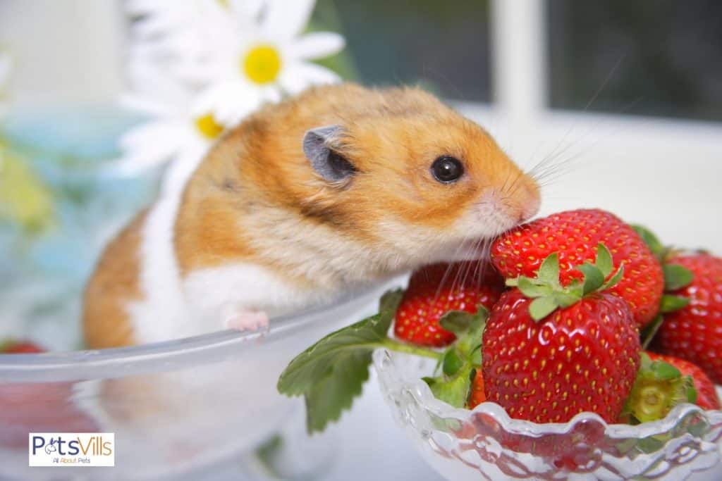 a hamster eating strawberries, what fruits and vegetables can hamsters eat