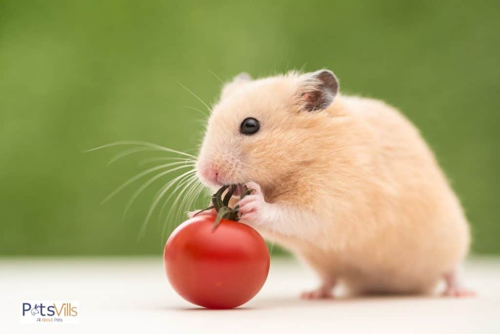 a hamster eating tomato
