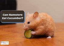 Can Hamsters Eat Cucumbers? (Nutritious Treat & Feeding Tips)