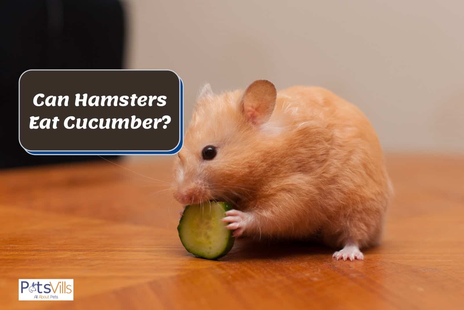 a hamster trying to eat cucumber, can hamsters eat cucumber
