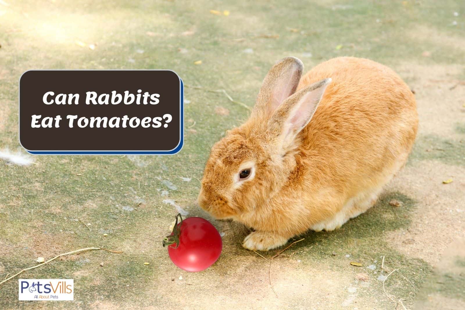 a rabbit trying to eat tomato, can rabbits eat tomatoe
