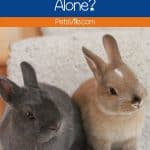a pair of rabbits