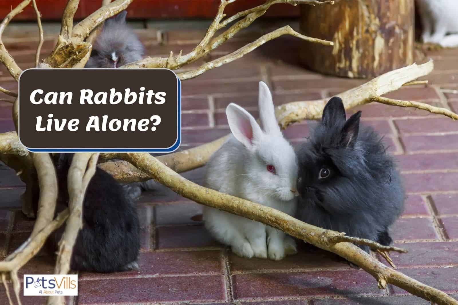 a pair of rabbit sitting together, can rabbits live alone
