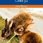 rabbits eating celery, can rabbits eat celery