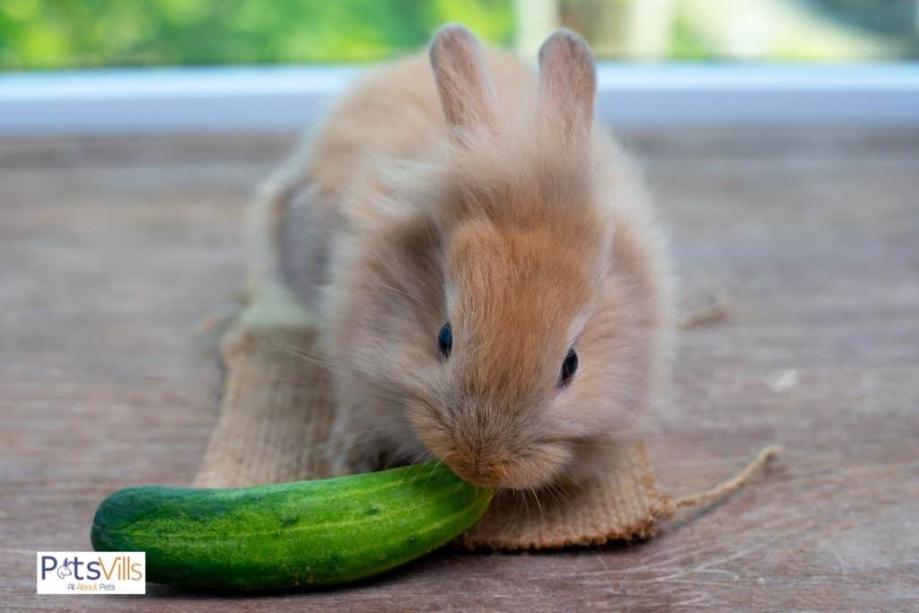 a rabbit eating cucumber peel