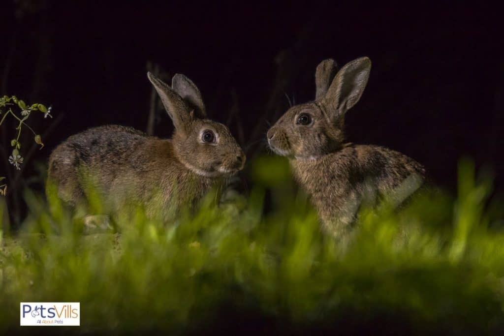 a pair of rabbit act blindly at night