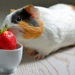 a guinea pig eating fruit